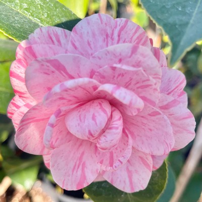 Countess of Orkney [United States]